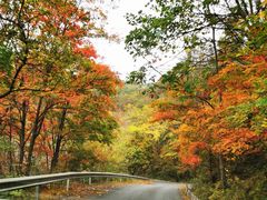 -云岭野山参风景区