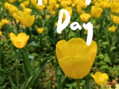 -北京国际鲜花港