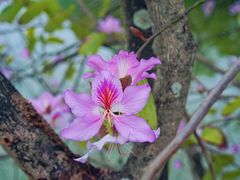 -中国科学院华南植物园