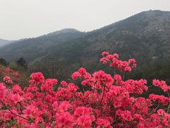 -木兰云雾山