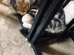 -咖法森林·咖啡  酒吧(天河店)