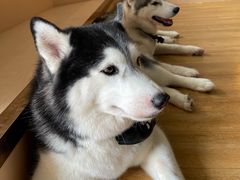 -Husky Go! 哈士奇体验馆·宠物咖啡厅狗咖