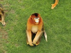 -西霞口神雕山野生动物世界