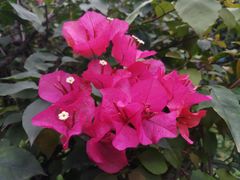 -佛山市第一中学