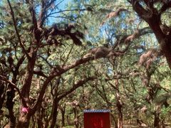 -北海金海湾红树林生态旅游区