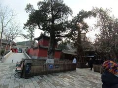 -大觉寺-停车场