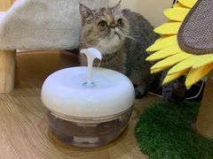 -滚猫咖啡·猫咖·猫友好撸猫(未来城店)