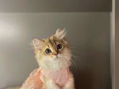-猫大福·Fortune Cat猫舍(百子湾店)
