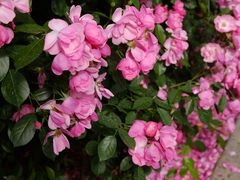 -上海滨江森林公园