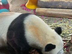 -海南热带野生动植物园
