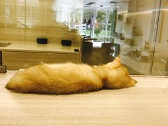 -飞行喵MR PILOT|猫舍·猫咖(静安大融城店)