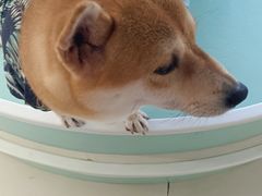 -怪兽屋·羊驼·猫咖·狗咖(俊华广场店)