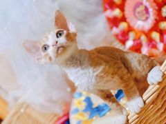 -十年猫舍·猫咪专门店(普陀店)