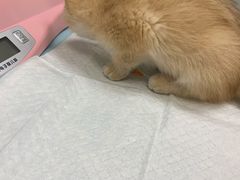 -奈斯宠物医院·核磁CT·异宠专科·内镜(中南店)