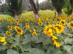 向日葵森林-长白岛森林公园