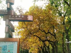 -三里屯东五街银杏大道