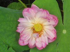 -陈家山荷花公园