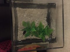 桔子酒店精选(西藏北路店)-桔子酒店(上海西藏北路地铁站店)