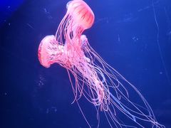 -欢乐海岸海洋奇梦馆