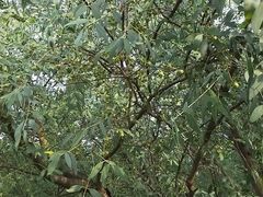 -大亚湾红树林城市湿地公园