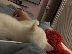 -东方名猫馆·英短金渐层布偶猫舍(环线广场1号楼店)