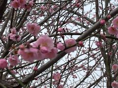 -天适樱花悠乐园