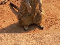 -石家庄市动物园