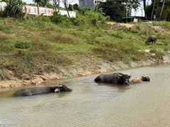 -海南热带雨林国家公园吊罗山景区