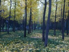 -石家庄市植物园