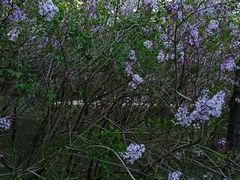 -群力丁香公园