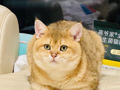 -伟伟宠物医院·CT影像中心·瑞派犬猫综合性门诊(汉口总院)