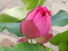 -莲花池公园