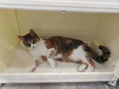 -关爱宠物医院·猫科中心·消化科(滨湖万达分院)