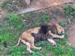 -西霞口神雕山野生动物世界