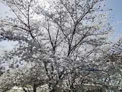 -无锡梅园公园