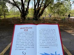 -盐城丹顶鹤湿地生态旅游区