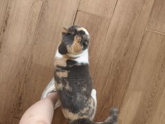 -有猫主题·治愈系猫咖(曾厝垵店)