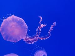 -海合安武汉极地海洋公园