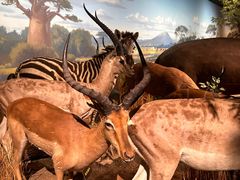 -陕西自然博物馆