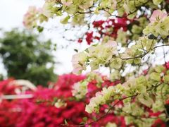 -南宁良凤江国家森林公园