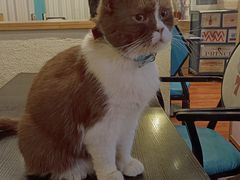 -猫小院猫主题咖啡厅(北锣店)