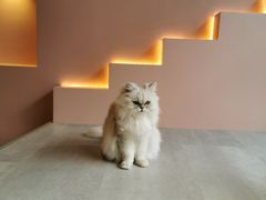 -猫儿山۰猫主题餐厅