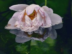 -陈家山荷花公园