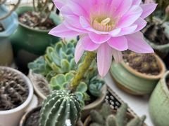 -中环花鸟鱼虫市场