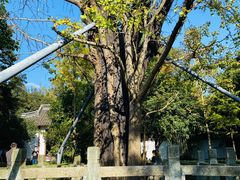 -上海佘山国家森林公园天马山园