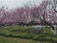 -上海海湾国家森林公园