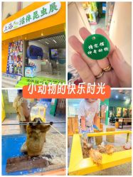 点击看大图 -神奇动物撸宠馆·羊驼·小浣熊·异宠(豫园店)