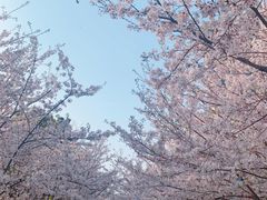 -高东镇樱花园