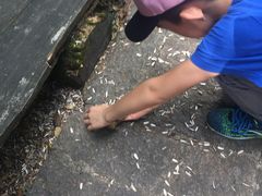 -五营红松林海景区