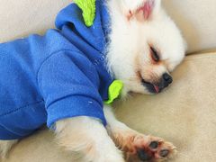 -怪兽屋·羊驼·猫咖·狗咖(俊华广场店)